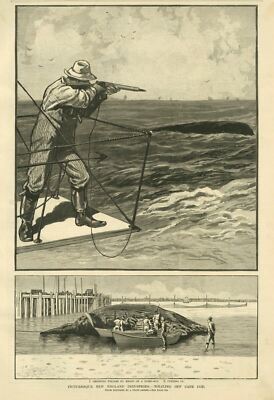 NEW ENGLAND INDUSTRIES WHALING OFF CAPE COD HARVESTING WHALES 1887 HISTORY