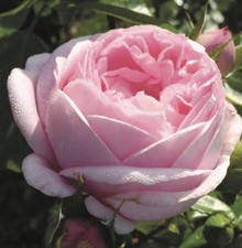 Pink Martini Bush Rose Plant In A 3 Litre Pot- Good Fragrance Rose