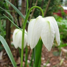Fritillaria Meleagris Alba Spring Bulbs - White Snake's Head Fritillary