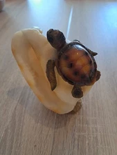 Coquillage Et Tortue 