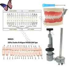 200 Type Kilgore Nissin Dental Typodont Model with 32pcs Removable Teeth Screws