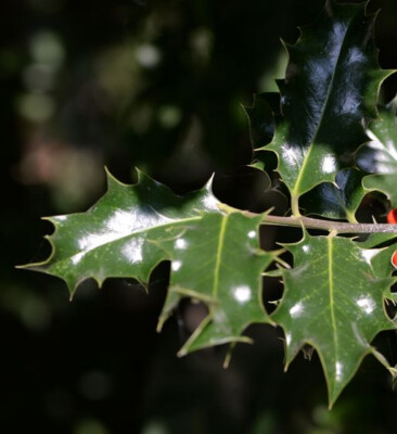 Stechpalme Krutertee(lat. Folia Ilicis; Linn: Ilex aquifolium var.  aquifolium) | eBay.de