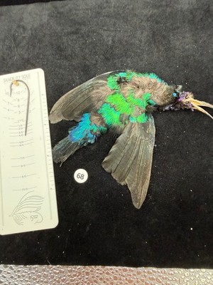 Sun Bird  skin for fly tying 68