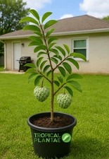 Sugar Apple Tree Seedling (Annona squamosa)  Live Tropical Fruit Tree