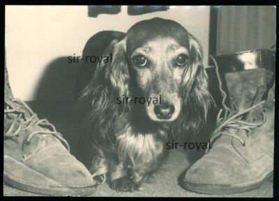 Dackel zwischen Schuhen - 1970er Jahre - Teckel Dachshund Hund - Foto 10x7cm