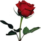 lothering_rose