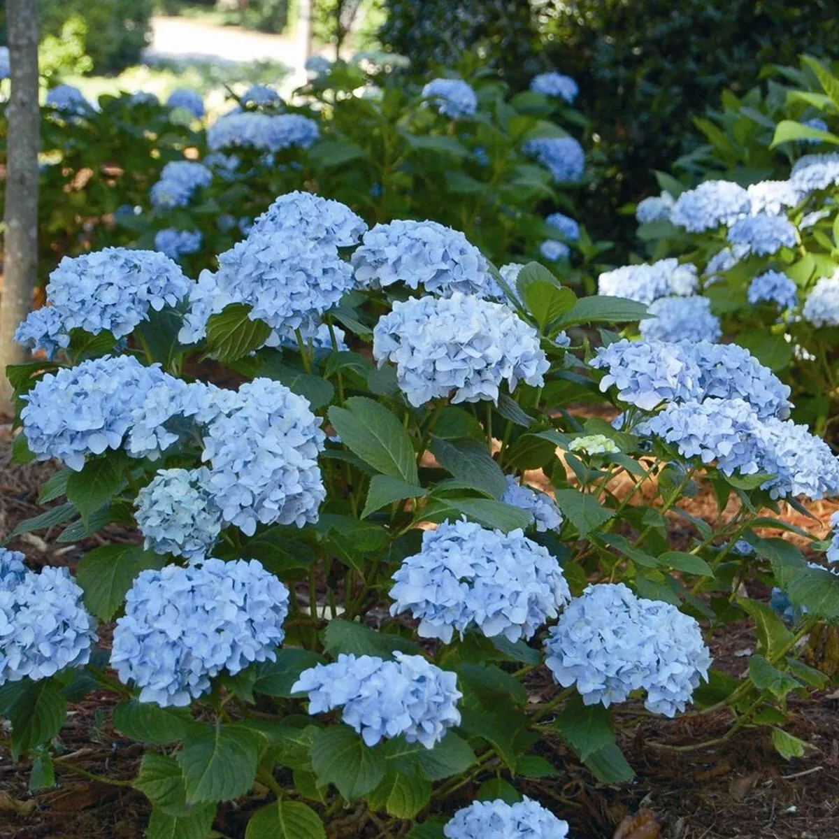 Image of Mini Hydrangea Macrophylla