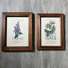 Lot 2 Anciennes Planches Botaniques Herboristerie Turpin Cadre Bois Dicotiledoni