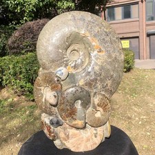 19.6LB Natural Large Beautiful Ammonite Fossil Conch Crystal Specimen Healing