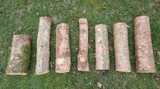 Large birch wood logs, silver birch, solid hardwood tree logs for wood turning