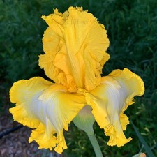 Tall Bearded Iris Rhizome "THAT'S ALL FOLKS" Joseph Ghio 2004 MANY AWARDS!