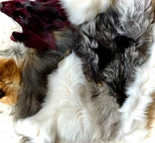 Premium Tanned Fox Fur Pieces & Scrap ~White Arctic Cross Silver Grey Fox Exotic