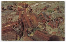 Petrified Forest National Monument Arizona Petrified Wood Chrome Postcard 1960s
