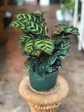 Calathea Peacock | Makoyana Prayer Plant | Live Tropical Houseplant