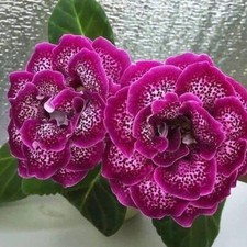 Gloxinia Tuberous Color Flowers Bulbs for Your Garden Pack of 2 Bulbs