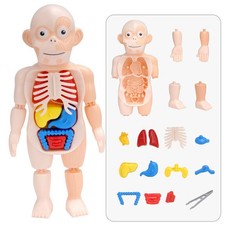 1Set PVC Organ 3D Puzzle Human Body Anatomy Model Assembled Toys DIY Toy r