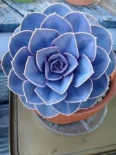 Digital Image Photo Wallpaper Background Desktop Blue Succulent! Only 0.99 Cent!