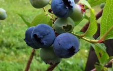 1 CHANDLER Northern Highbush Blueberry - Healthy Live Plant 
