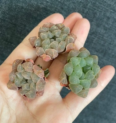 1AM SUCCULENTS Rare Succulents - Haworthia Cooperi mini/1pc