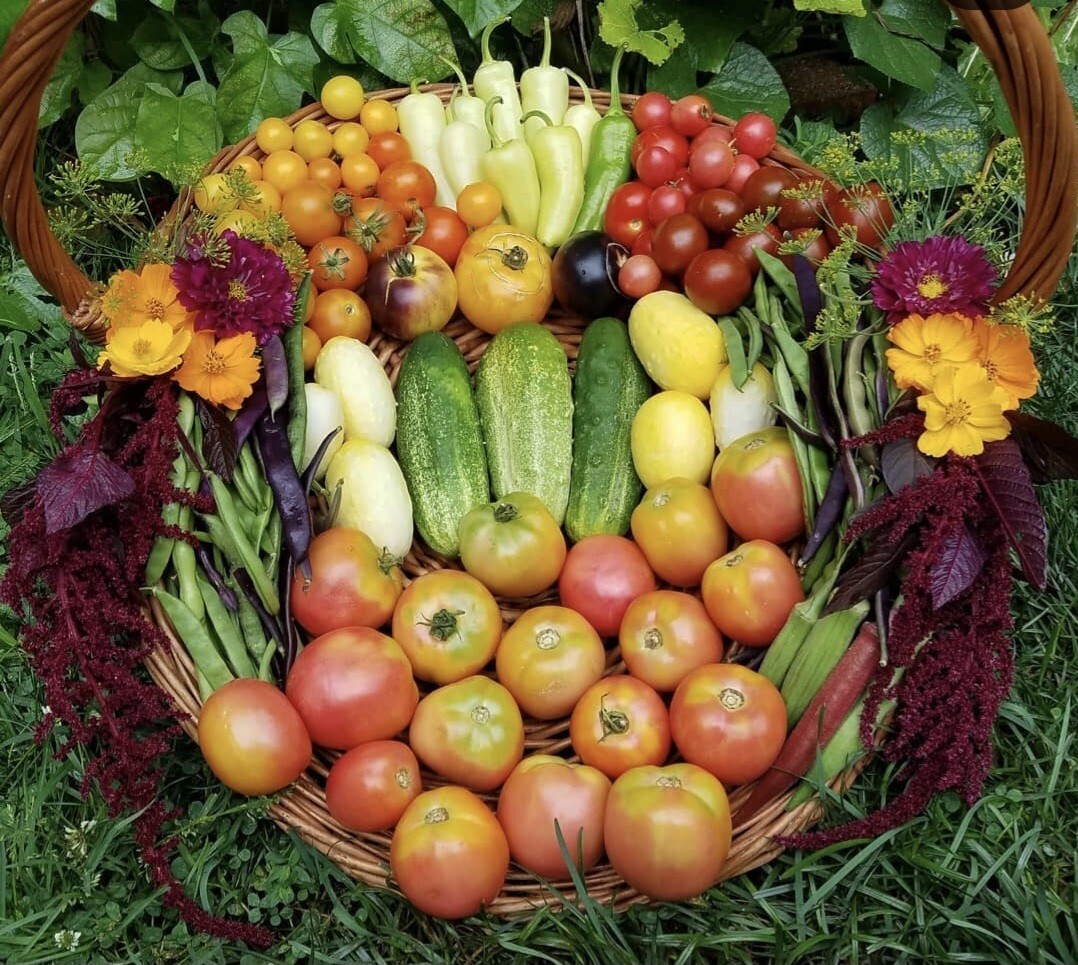 Amaranth Mixed Seeds 50 Organic Seeds