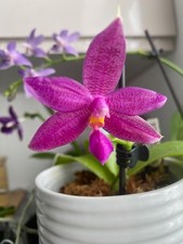 Fragrant Phalaenopsis Donna Louise Orchid plant FS Not In Bloom