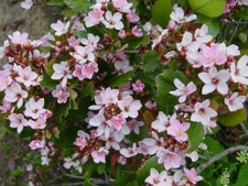 Rhaphiolepis indica Pink INDIAN HAWTHORN SHRUB Seeds!