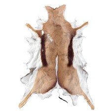 B Grade Springbok Skin XLarge African Springbok Hides - Size: 35 X 30"