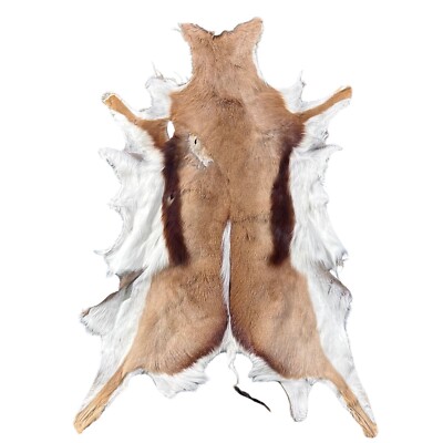 B Grade Springbok Skin XLarge African Springbok Hides - Size: 35 X 30''