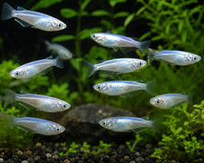 10 Platinum Blue Miyuki Medaka Rice Fish Eggs Fertilized Tank Bred