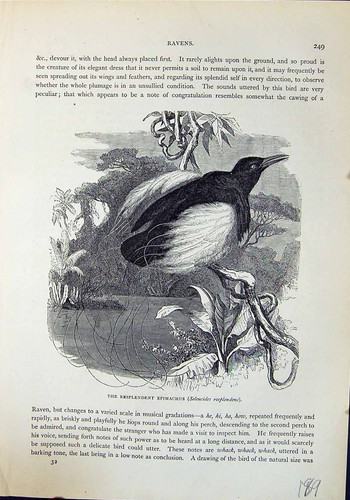 Old Resplendent Epimachus Seleucides Resplendens Brehm Jones C1860 Ca Victorian