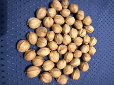 50 HICKORY NUTS Nuts/Seeds from PA—Wild-Foraged—Free Shipping
