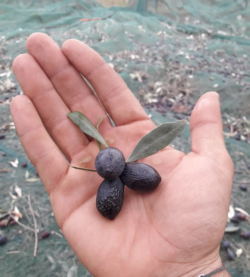 5lt Greek Thassos Pure Organic Extra Virgin Olive Oil High Phenolic Cold Pressed - Image 2 of 4