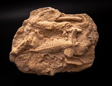 Fossil Leaves Preserved in Travertine  2735