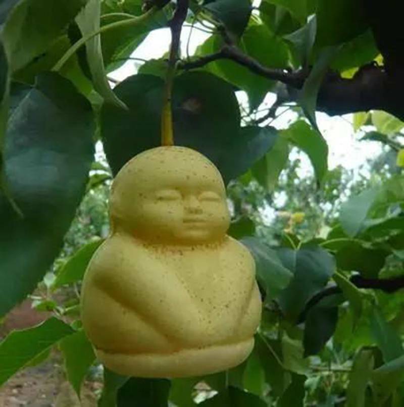 Chinese Ginseng Fruit seeds Home Garden Clumping seeds 20Pcs | eBay