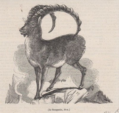 Orig. Holzstich: Le Bouquetin, Ibex.