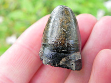 Fossil Alligator Mississippiensis Tooth Crocodile Cousin Teeth 