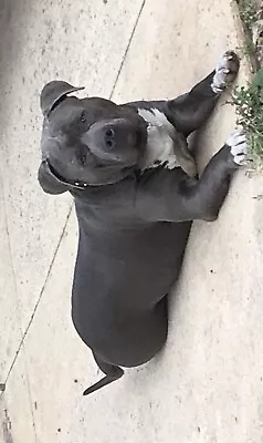 gumtree pitbull puppies