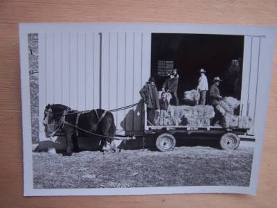 Landwirtschaft Landschaft Arbeitspferd 5 x 7 cm Größe ca.