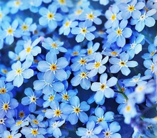 Forget Me Not Seeds - 5000 Flower Seeds - Perennial Ground Cover Seed for Tulips