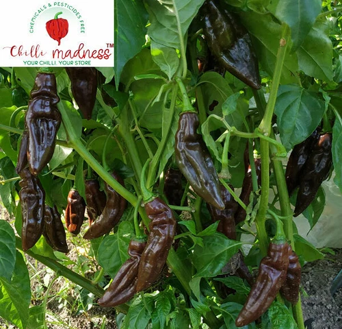 Aji Panca Chocolate Chilli Pepper Sustainably Grown in Australia 10 Seeds - Picture 6 of 10