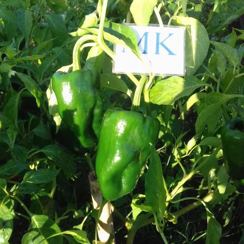 Poblano,10 semillas,seeds,Capsicum annuum (6)