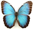MORPHO HELENOR (IZALCOENSIS) OCTAVIA MALE FROM EL SALVADOR