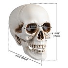 4 Pcs Human Life Size Skeleton Skull Halloween Moving Jaw Decorations — photo 9