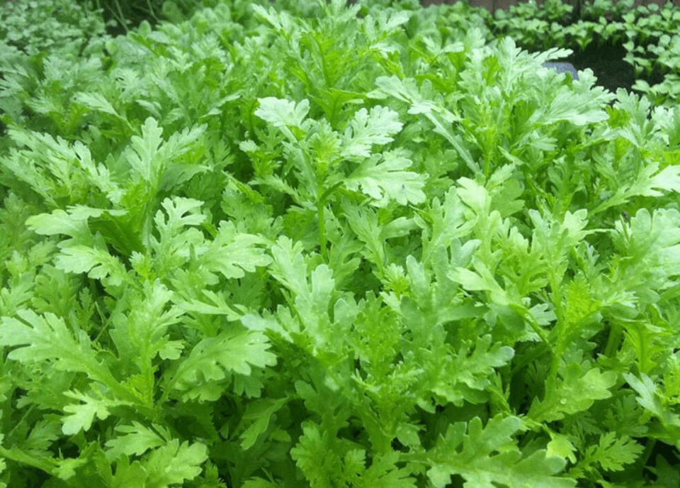 2000+ Chrysanthemum Seeds, Shungiku, ,Tong Ho ,Tan Ngo, Cai Cuc, Tan O - Image 3 of 4