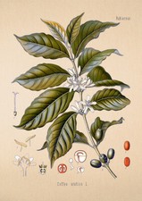VINTAGE BOTANICAL POSTERS PRINTS - A4 A3 A2 Poster - Wall Art Home Flower Decor
