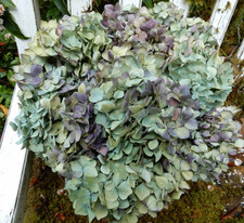 10 Dried Hydrangea Flowers Lt Green, Blue, Cream, Purple Wedding Craft Farmhouse