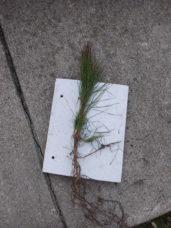 white pine live plant up to 2 Ft tall - Image 2 of 2