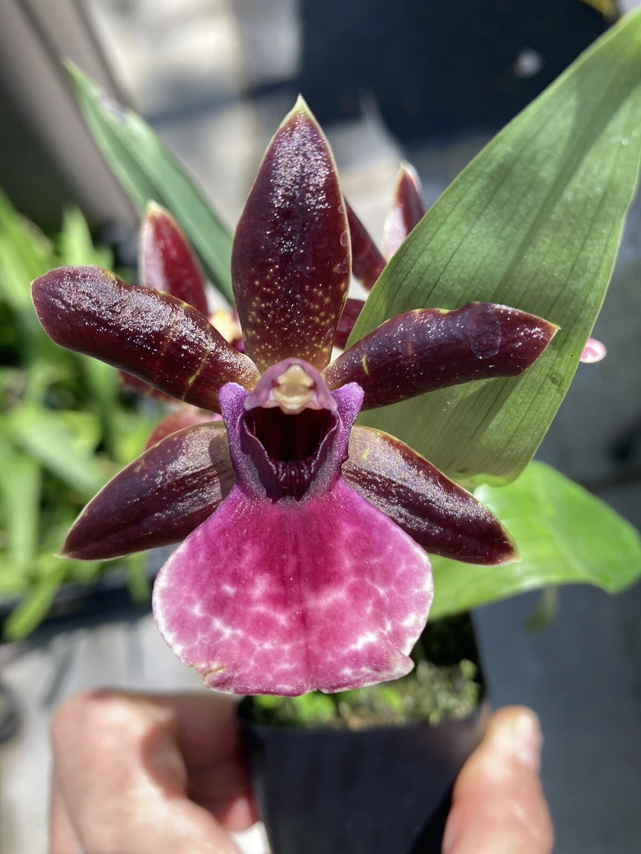 Zygopetalum Orchids for sale - eBay