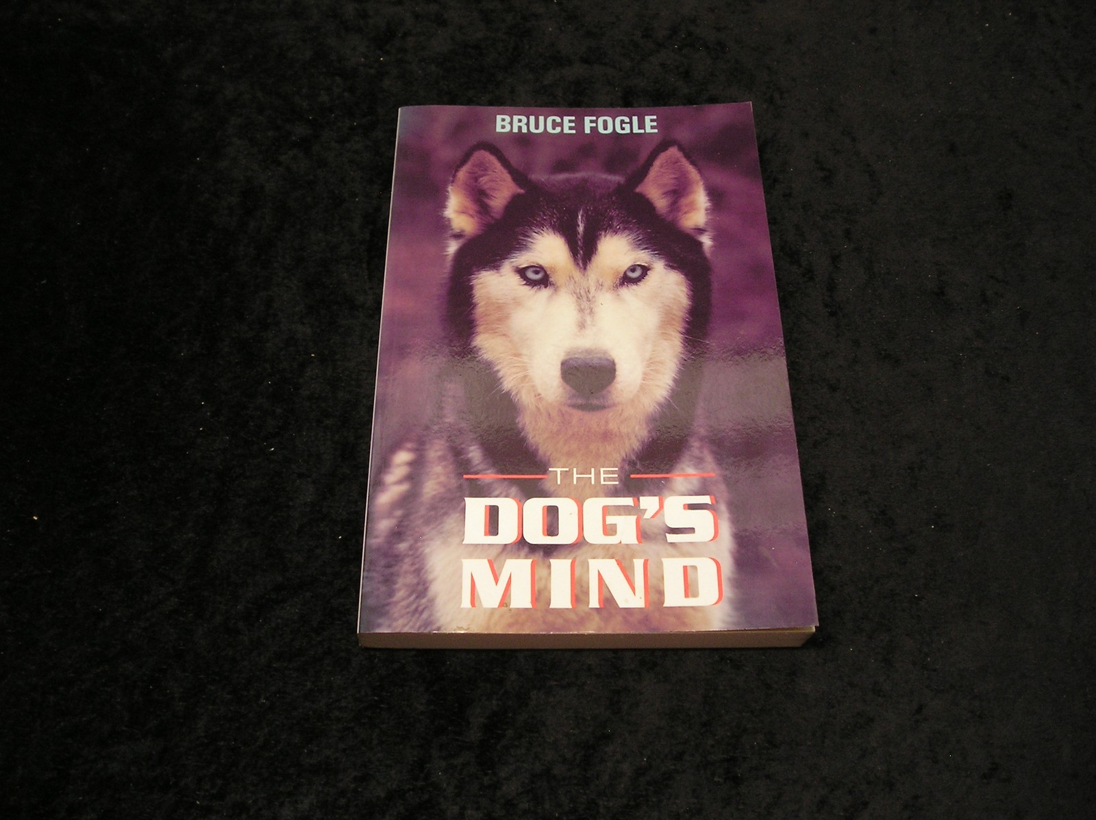 The dog's Mind
