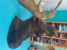 Trophy Moose Head 27 POINT shoulder mount Taxidermy Antlers MAKE OFFER